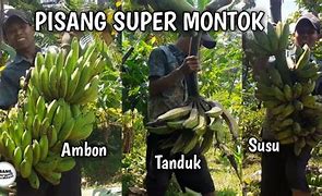 Panen Pisang Tanduk